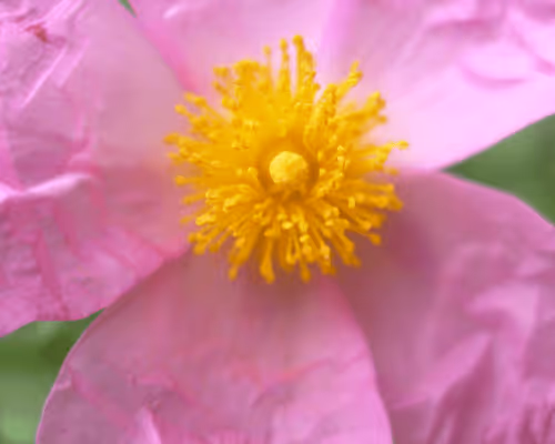 Item #51400291573821897858341146443877866955603182621388920438661252917096743960577 Media