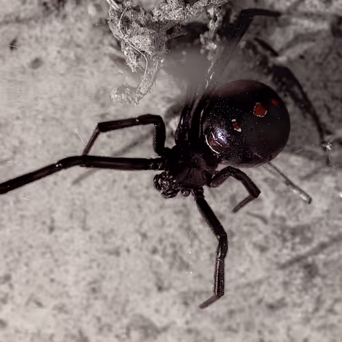 105090597216655980557633683149084672751347825439893935605656298045209120342017