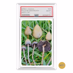 NFT.CARDS : SERIES 2 : #shrooms : #06 : LIBERTY CAP