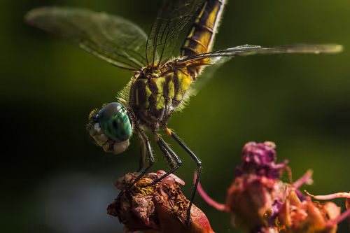 Item #105090597216655980557633683149084672751347825439893935605656298041910585458689 Media