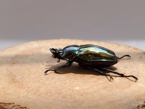 Item #2846893736148873774746802631495866819654136602576950046920721031586914500610 Media