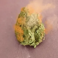 NFT Weed #2 smoking ReCon