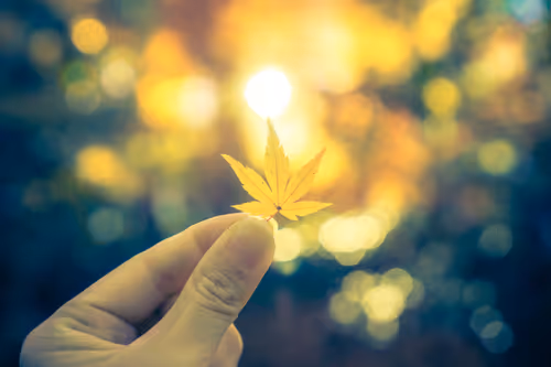 Item #87724672545568216492349628543176573267958151988335217142690977327913994551297 Media