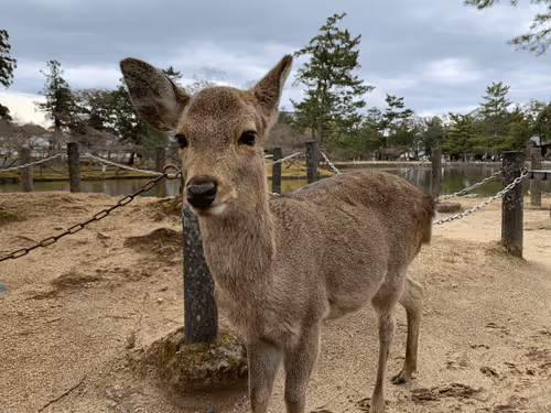 Gussan0214Tom Collection