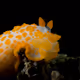 Gymnodoris rubropapulosa nudibranch Cannibal