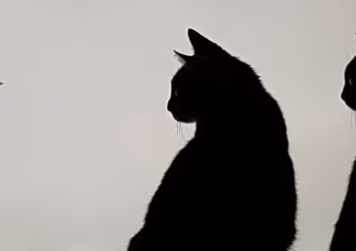 Heinrich & Otis the cat's #0001 - Shadows