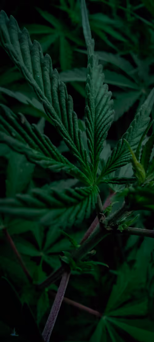 Item #96271167049217915150770588908296810010425213803415415950179193493692509847553 Media