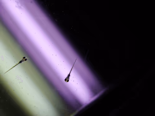 Item #105322358618701185533743754469895824107639028648078310589264470323453992370177 Media