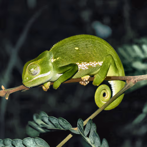 Cool Geckos