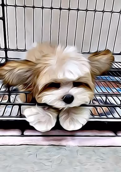 Item #21607923784025543658024067331009769919395041958272689574271021055090691670017 Media