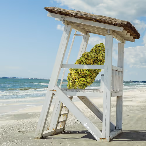 Item #276618171581163995688451181711762959038558310937804576463711739504966500353 Media