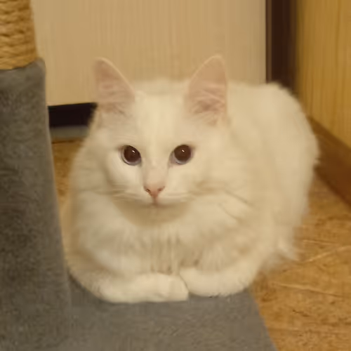 Item #763224073280193224173041358155125596503139434424356380946212138769899847681 Media