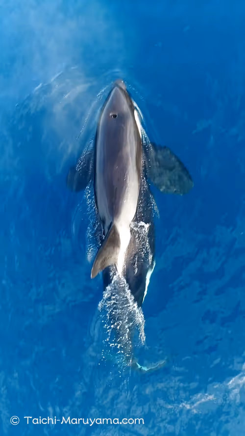 Item #61113597711829508019705348607354266595254896620371709928421355936311867867137 Media