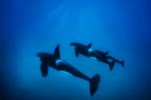 Flying Kiwi Limited Editions