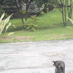U.T : Scenery and Cat