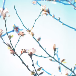 Infinite bloom 2021