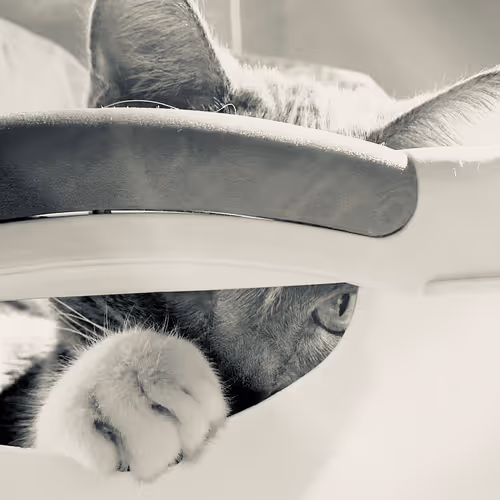 Sin City Kitty