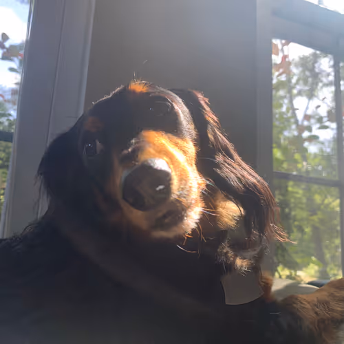 Marley And Me