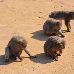 group of monkeys 