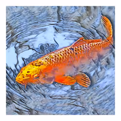 Koi Fish