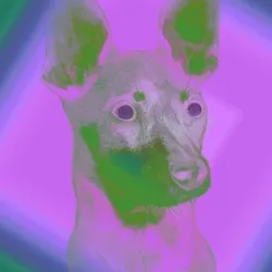 Miko the Psychedelic Pinsher 