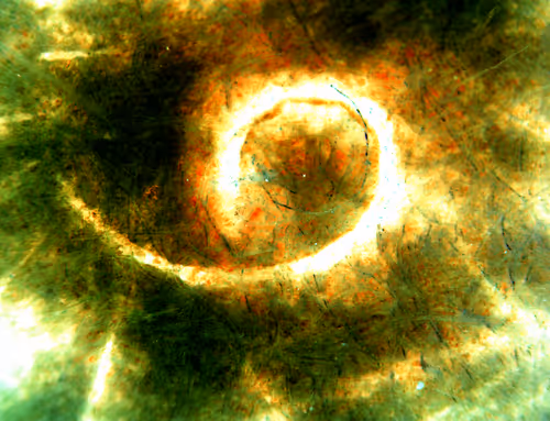 Item #71646257518770613568983710813551014237803002136866425209291834339654889373697 Media