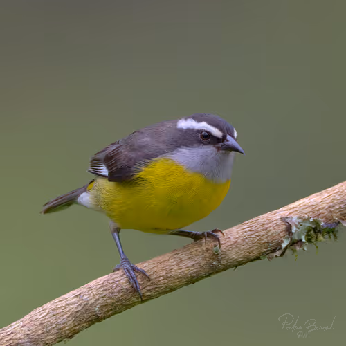 Item #76723362783280478533997952640177478162370392864243199552253501723902539202561 Media