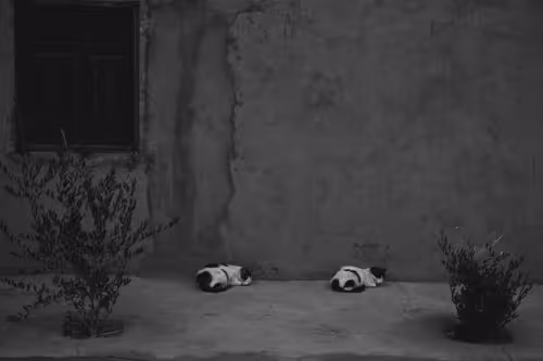 Item #44882446658105913853796509950000769097268566916228504631757224060050139512833 Media