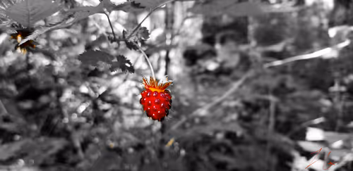 Item #20976301758881134831989222665278936219784108903075361536191037488657416060929 Media