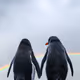 1833942018307685364430672493149383567190945732151624631916381567055109816342