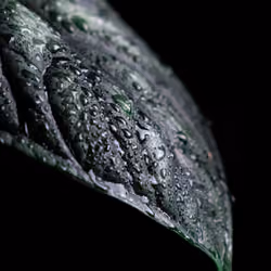 Alocasia dragon scale #0