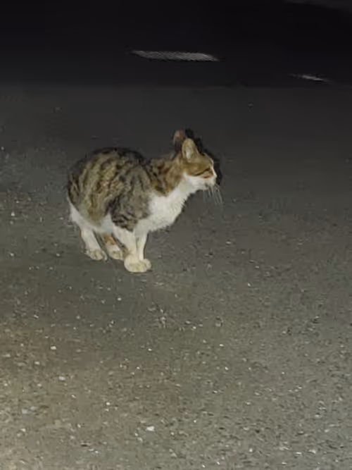 Item #14216885226187335836082600781756114760802405333145544187874386625672219983873 Media