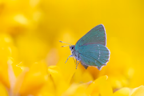 Item #11893448461842202167923125391346137616384292588036434545660885352837122359297 Media