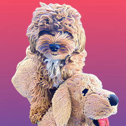 Metaversemaltipoo