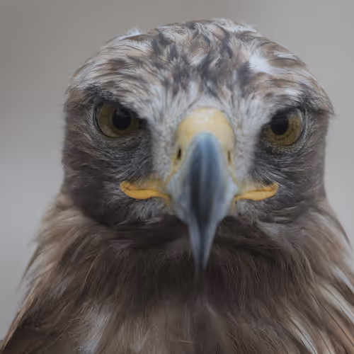 Eagle eYes