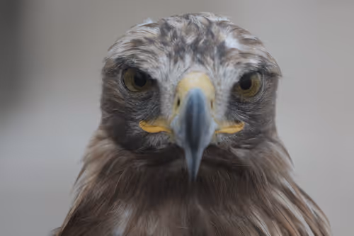 Item #96722404509651341404320943971918278257484839250108932769859130410544717103105 Media