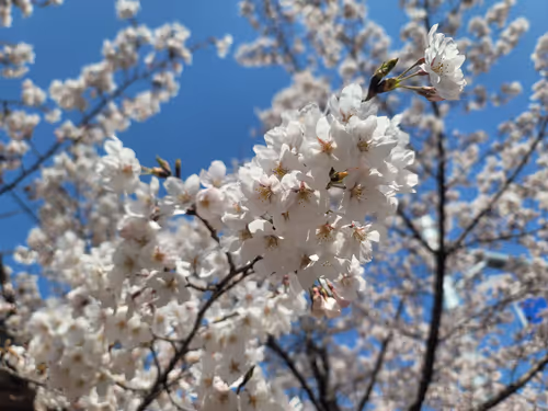 Item #93595123335427177115035649409809426481929941394150646237552609228686675148801 Media