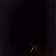 115677640053742581798191418123437619305673605601589420718794550710964200669185