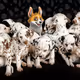 Corgi & Stars