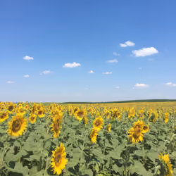 Amazing Sunflower 7