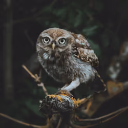 Curious Owl