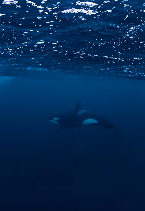 Item #92936390488085215286963569325095493700637988797522852779827363911718571868170 Media