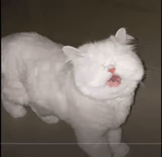 Moet the blind cat viral video
