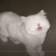 Moet the blind cat viral video