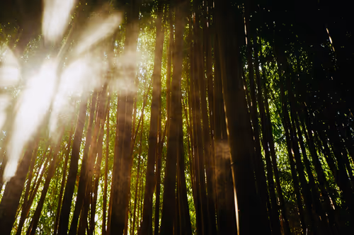 Item #109035602226808003781190119812646007383870584685532442463381147022755891249153 Media