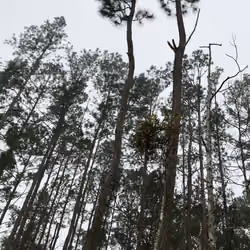 reach for the sky