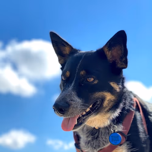 IndigoDream Collection