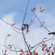100 Flying Friends