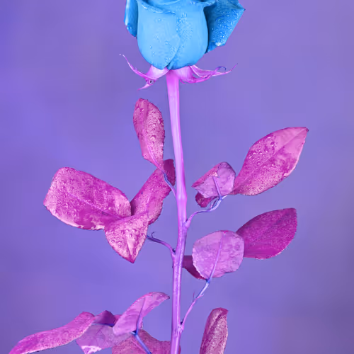 Red Rose.
