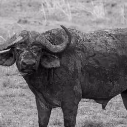 Water buffalo